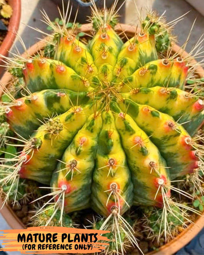 Gymnocalycium Lucky Yellow (gy19) (6) | Variegated cactus