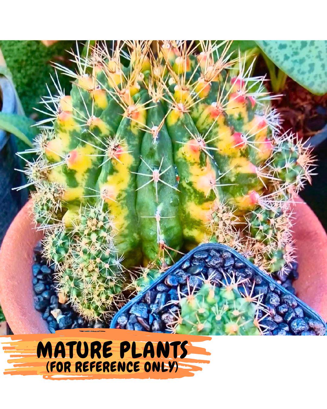 Gymnocalycium Lucky Yellow (gy8) (4) | Variegated cactus