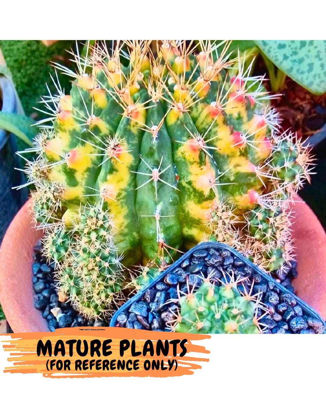 Gymnocalycium Lucky Yellow (gy19) (3) | Variegated cactus
