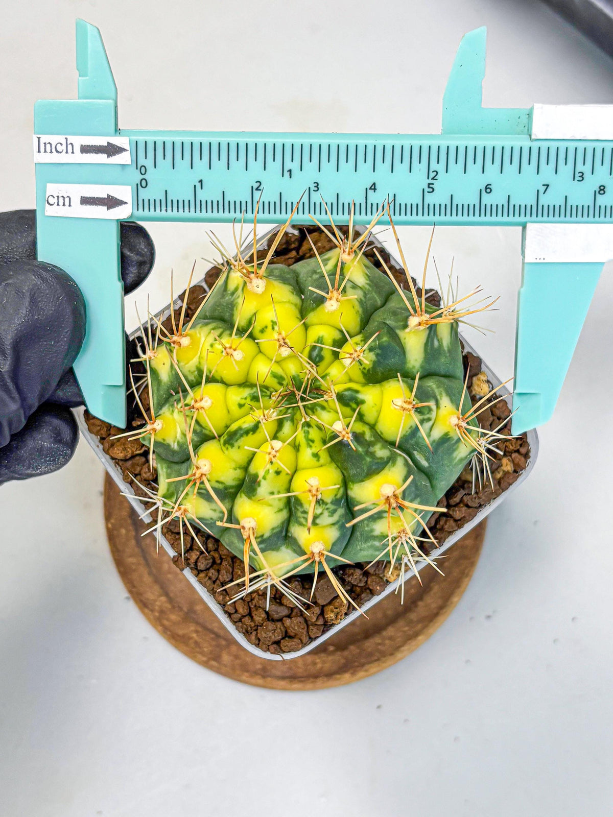Gymnocalycium Lucky Yellow (gy19) (3) | Variegated cactus