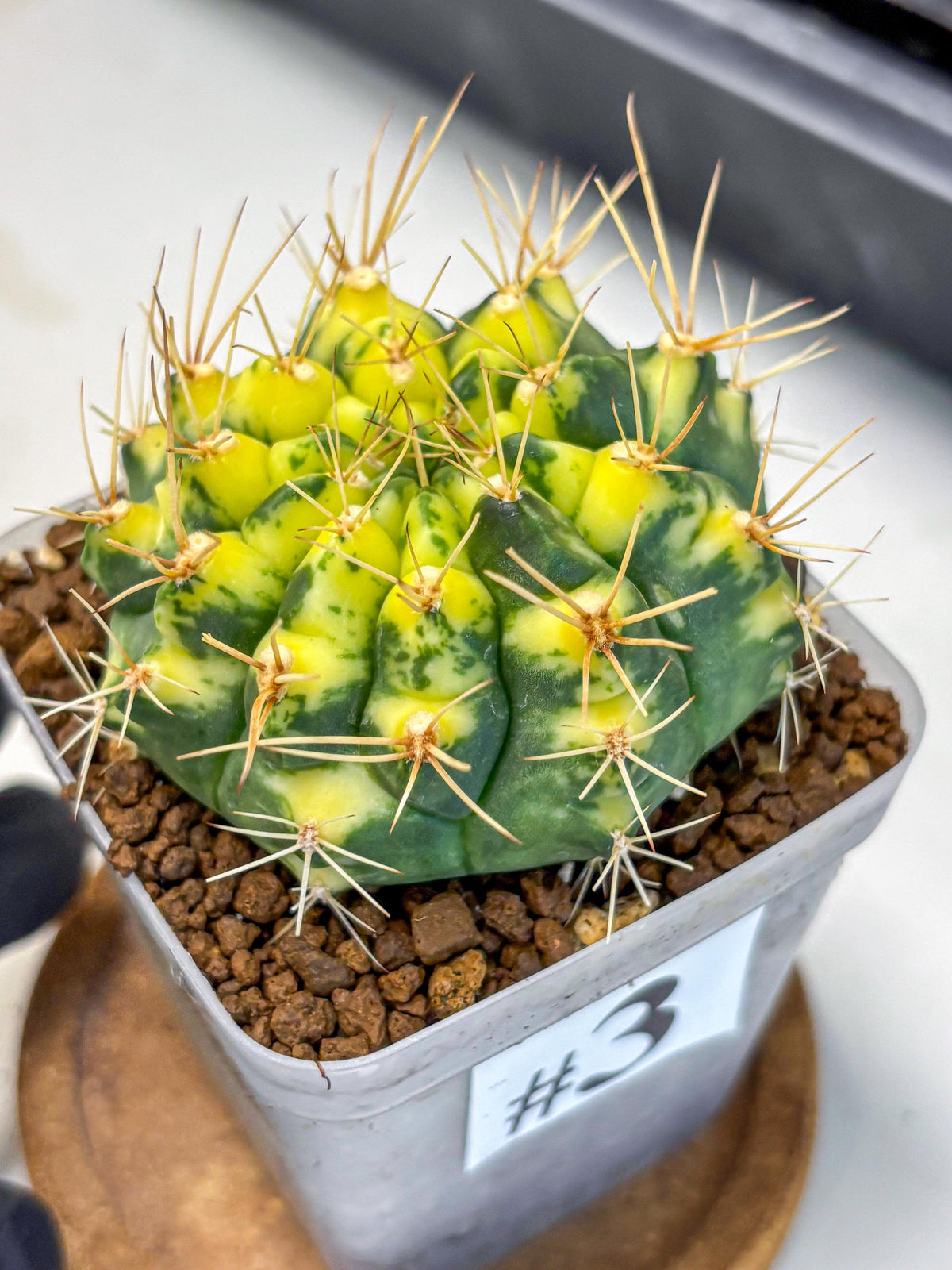 Gymnocalycium Lucky Yellow (gy19) (3) | Variegated cactus