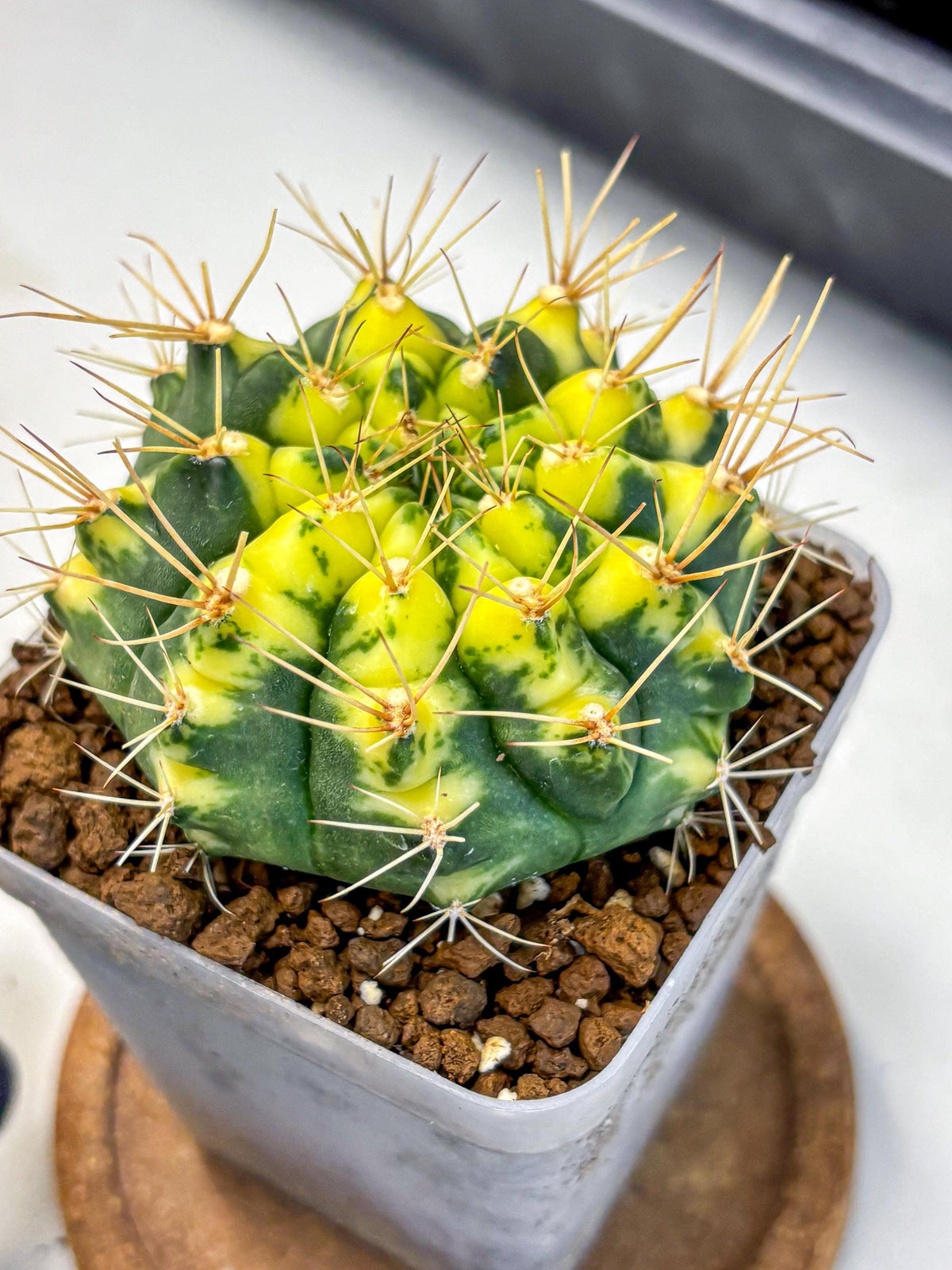 Gymnocalycium Lucky Yellow (gy19) (3) | Variegated cactus