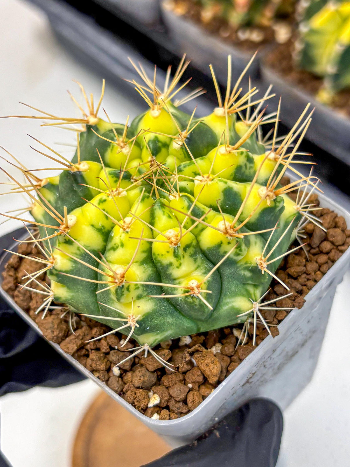 Gymnocalycium Lucky Yellow (gy19) (3) | Variegated cactus