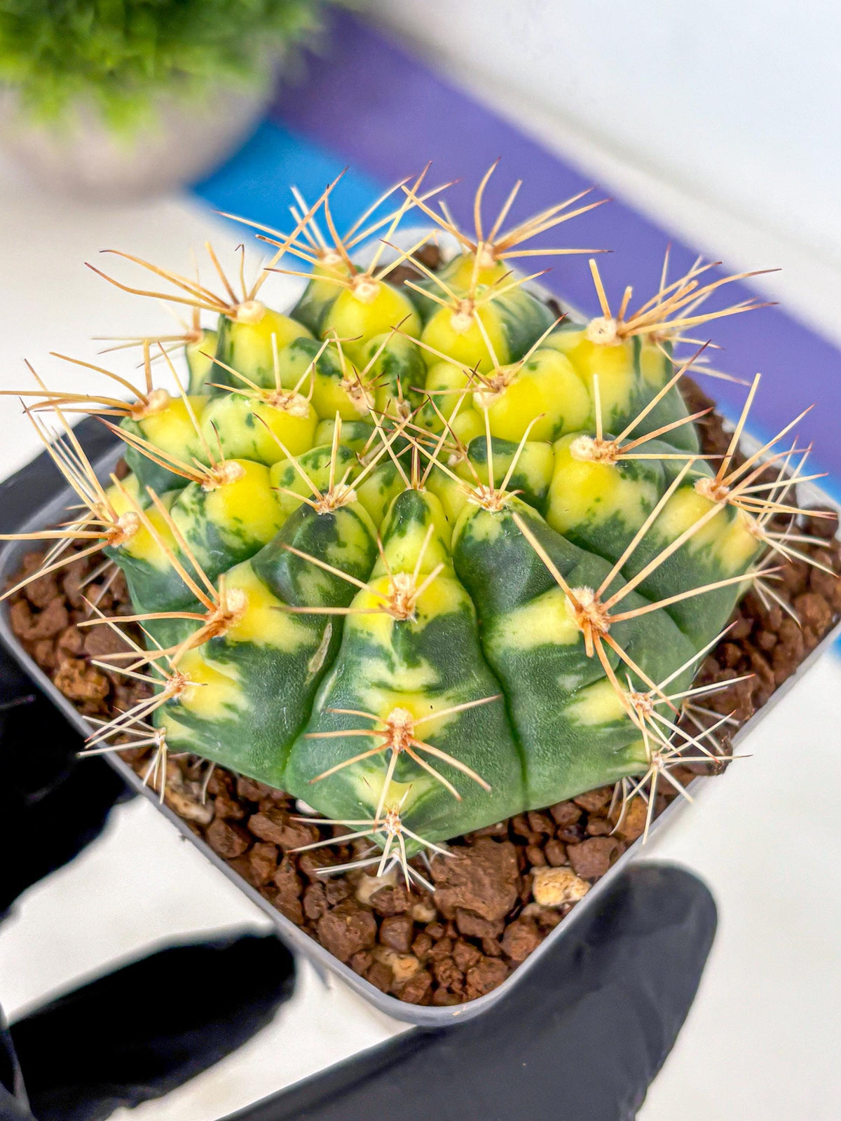 Gymnocalycium Lucky Yellow (gy19) (3) | Variegated cactus