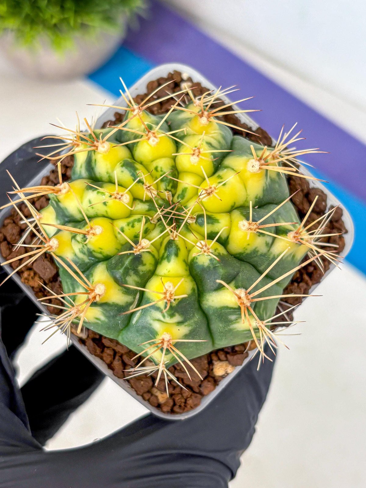 Gymnocalycium Lucky Yellow (gy19) (3) | Variegated cactus