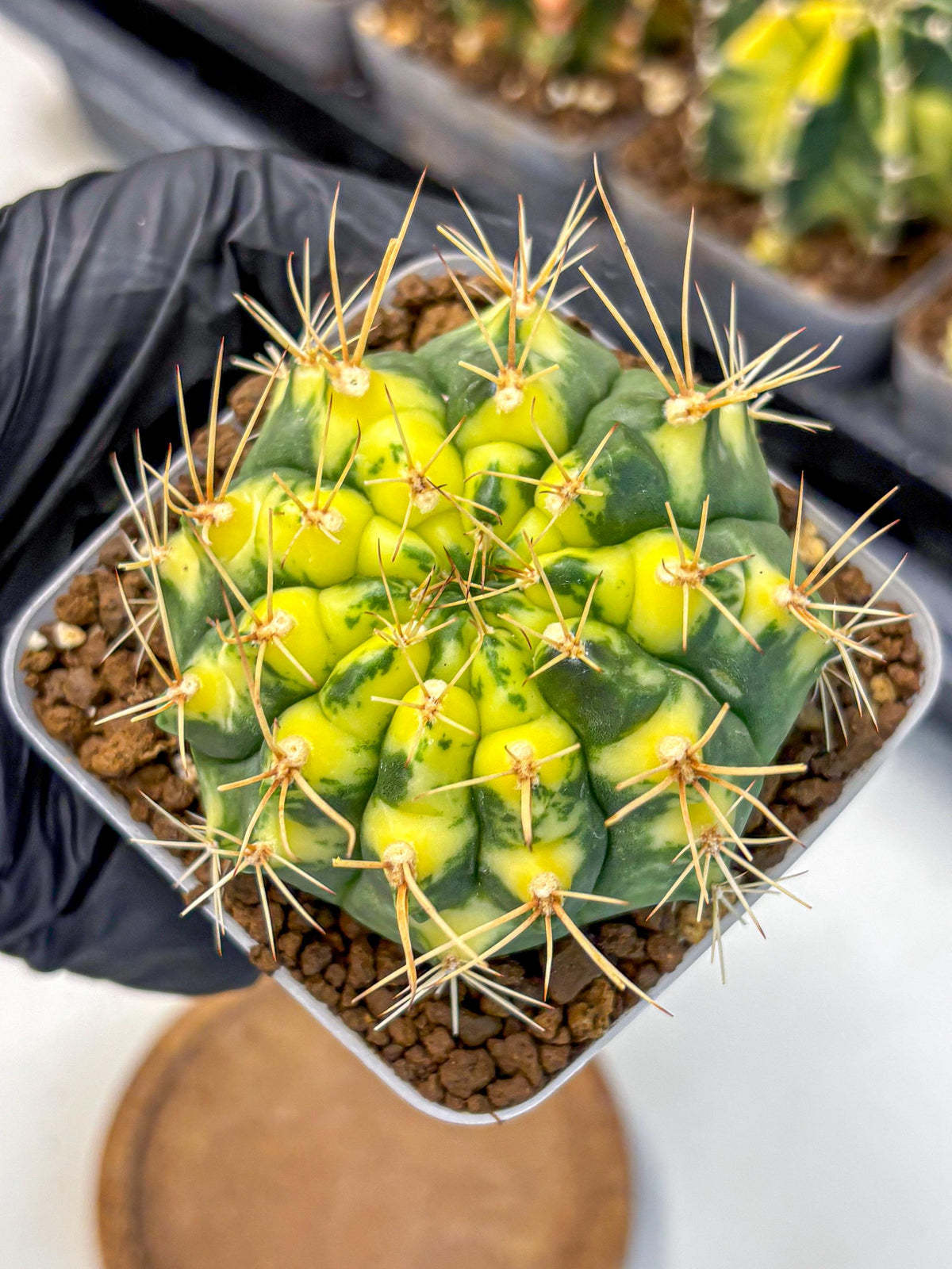 Gymnocalycium Lucky Yellow (gy19) (3) | Variegated cactus