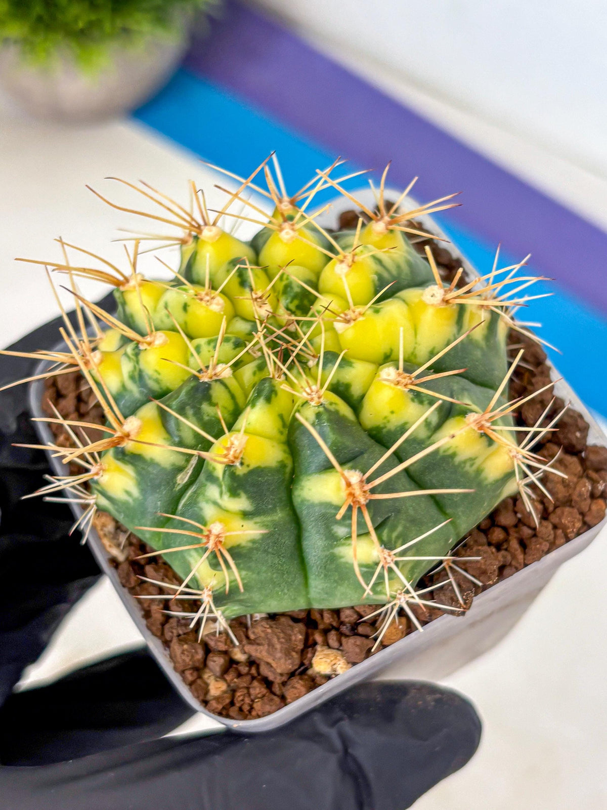 Gymnocalycium Lucky Yellow (gy19) (3) | Variegated cactus