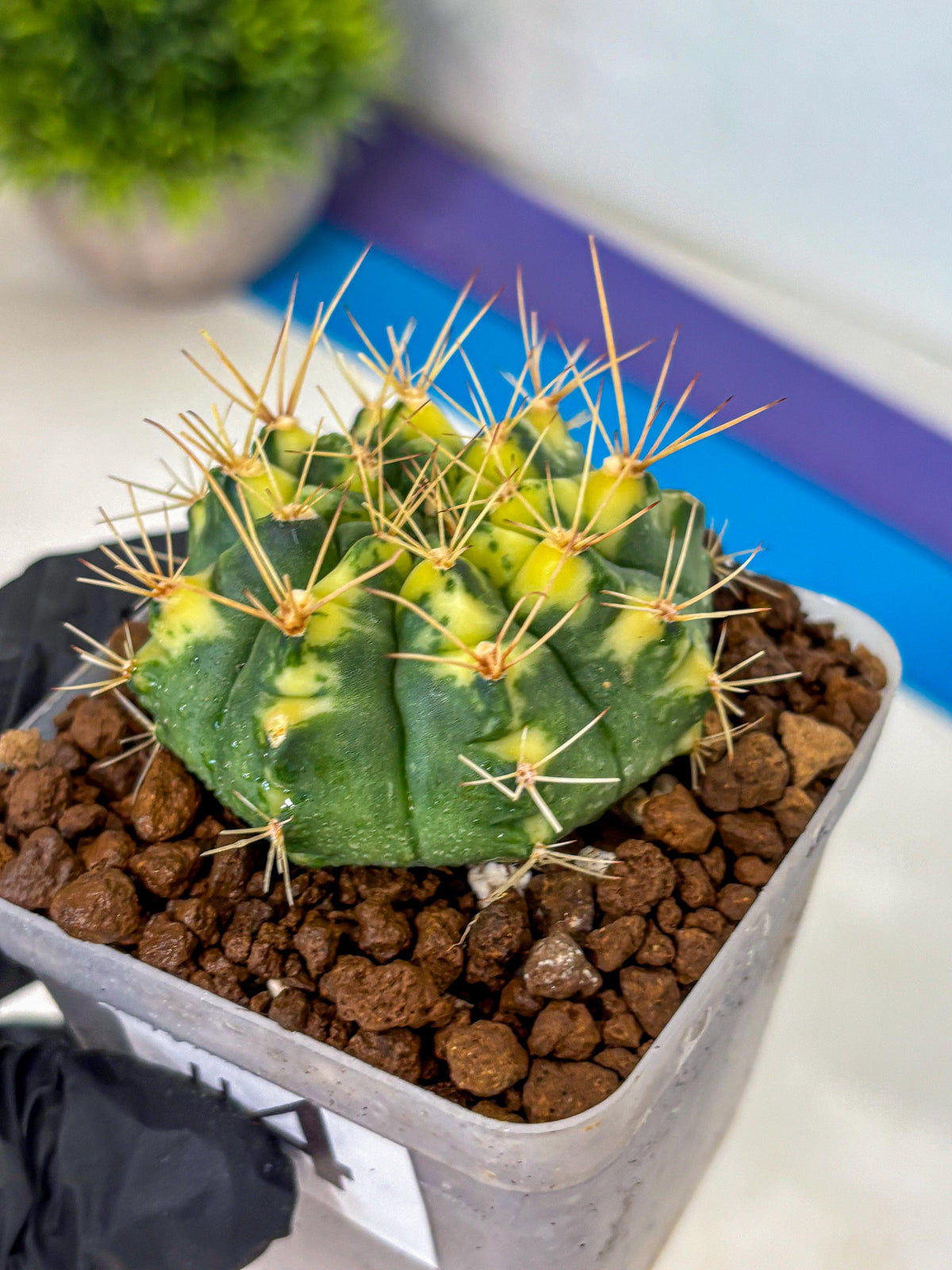 Gymnocalycium Lucky Yellow (gy8) (4) | Variegated cactus