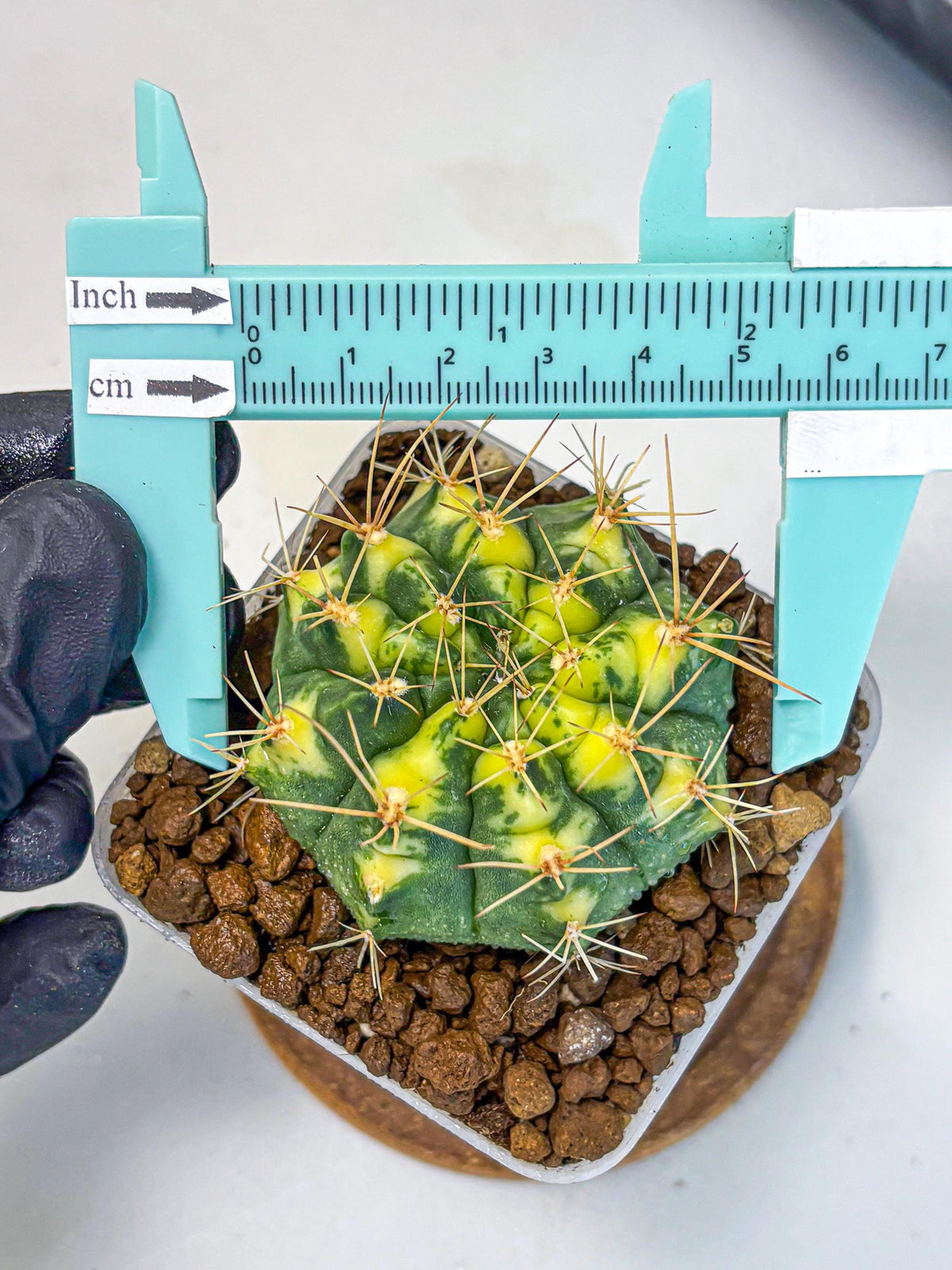 Gymnocalycium Lucky Yellow (gy8) (4) | Variegated cactus
