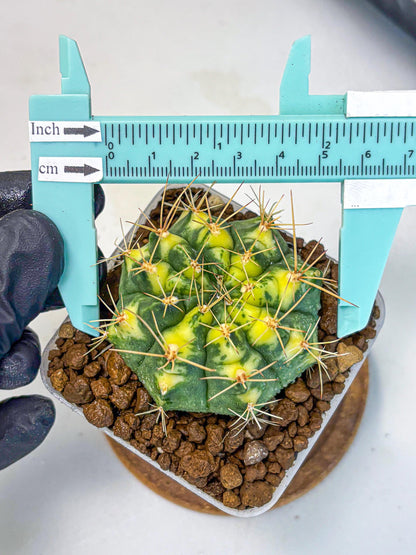 Gymnocalycium Lucky Yellow (gy8) (4) | Variegated cactus