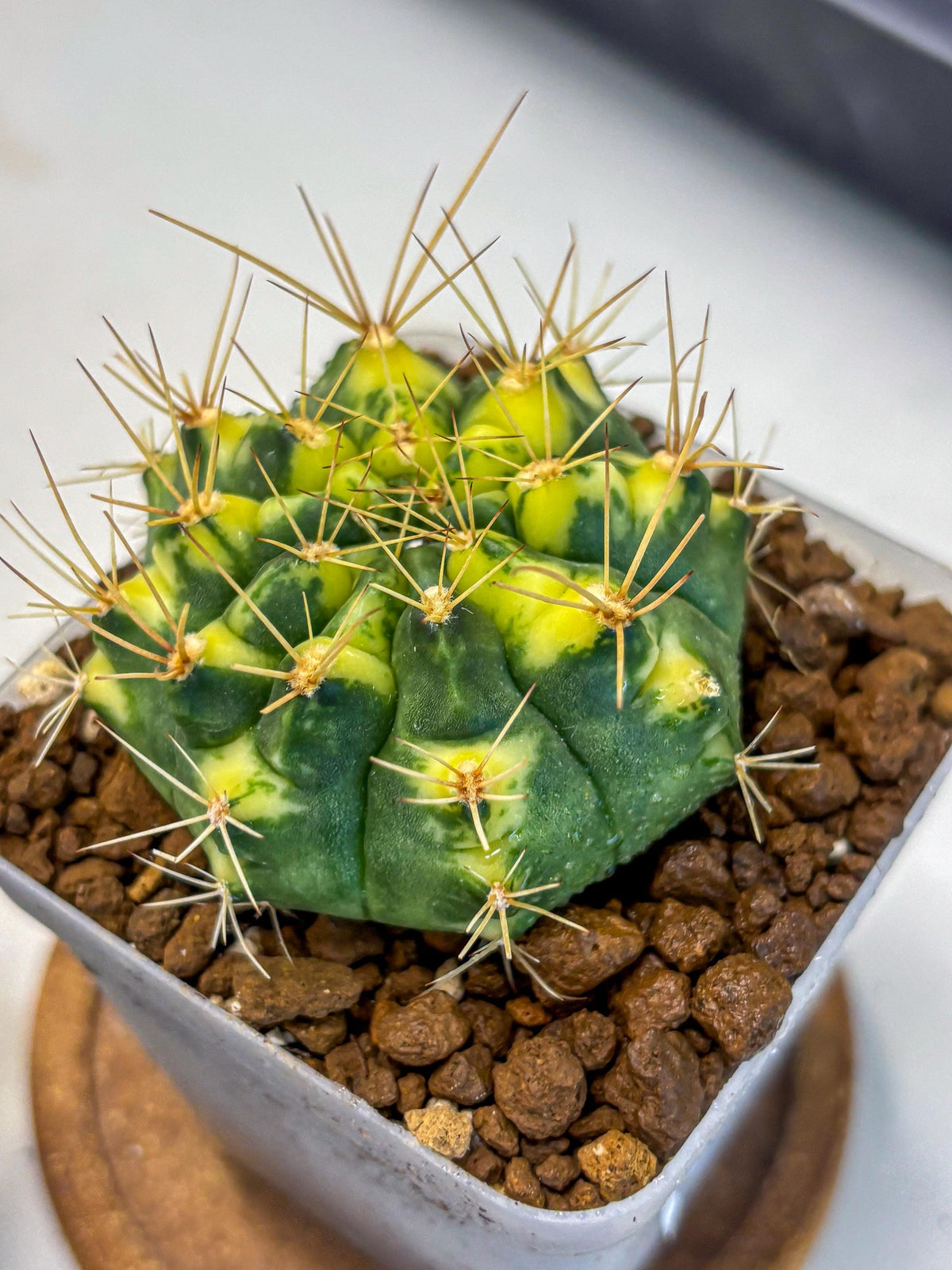 Gymnocalycium Lucky Yellow (gy8) (4) | Variegated cactus
