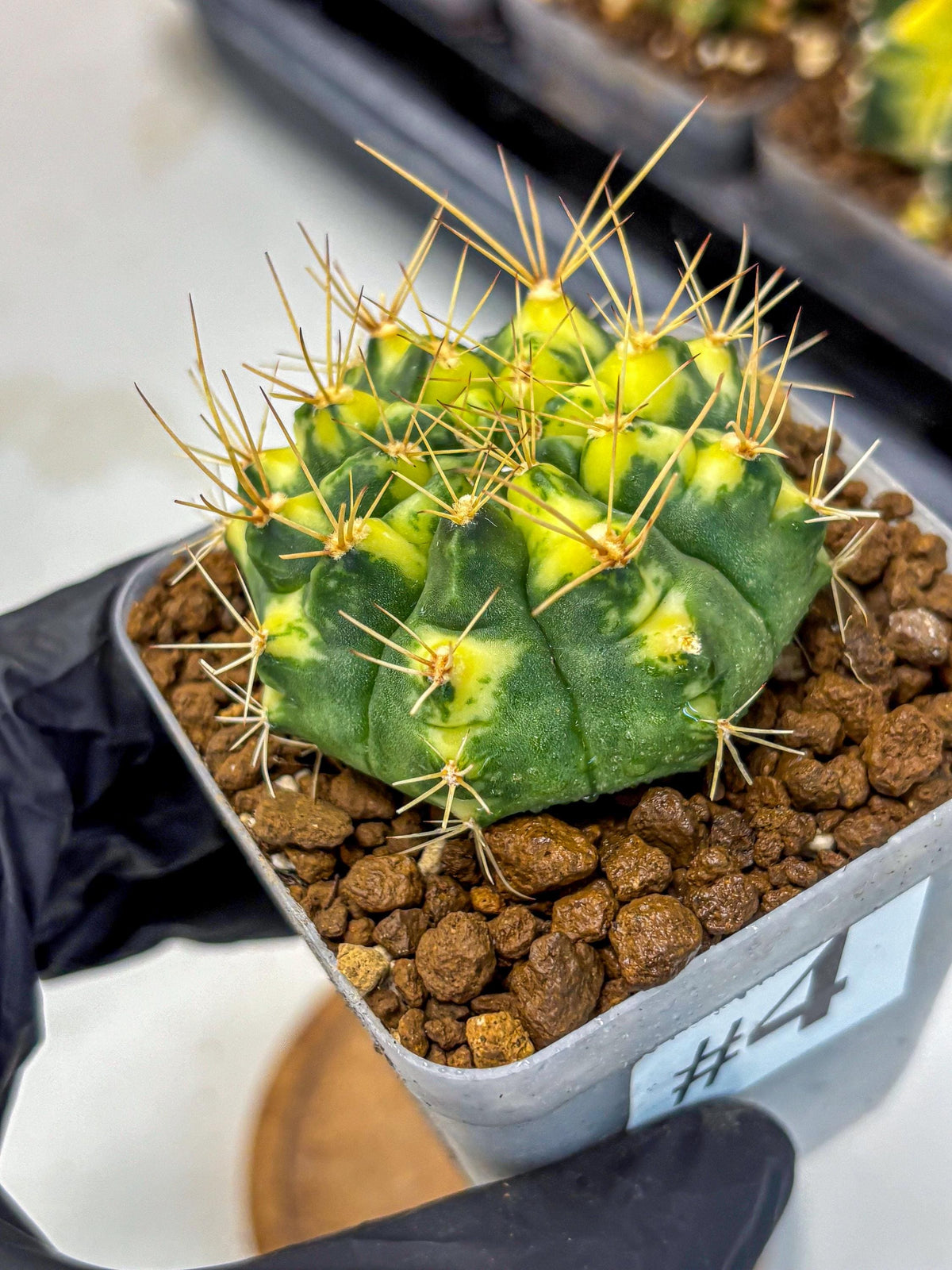 Gymnocalycium Lucky Yellow (gy8) (4) | Variegated cactus
