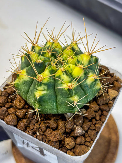 Gymnocalycium Lucky Yellow (gy8) (4) | Variegated cactus