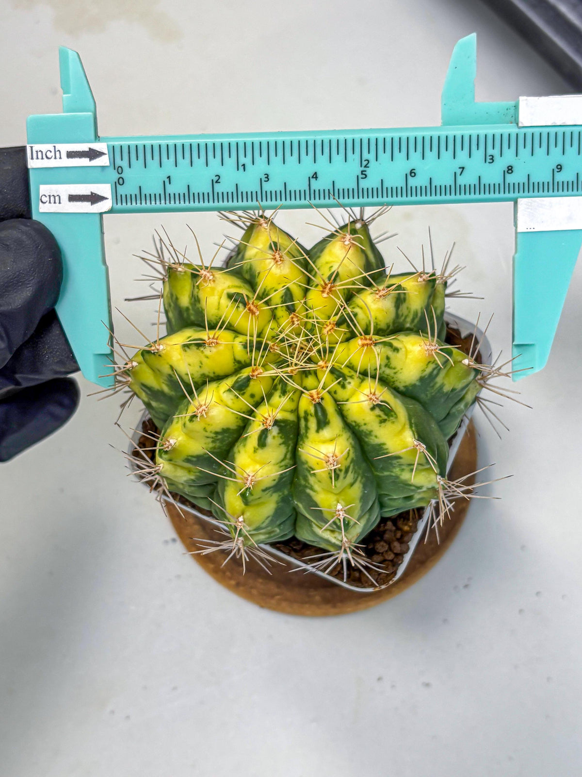 Gymnocalycium Lucky Yellow (gy8) (5) | Variegated cactus