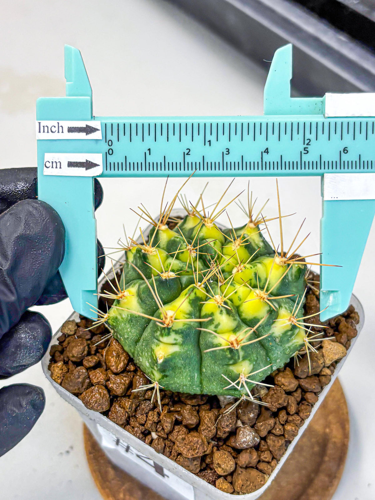Gymnocalycium Lucky Yellow (gy8) (4) | Variegated cactus