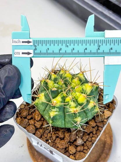 Gymnocalycium Lucky Yellow (gy8) (4) | Variegated cactus