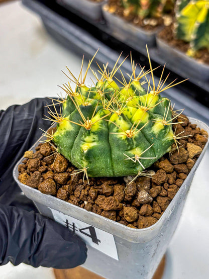 Gymnocalycium Lucky Yellow (gy8) (4) | Variegated cactus
