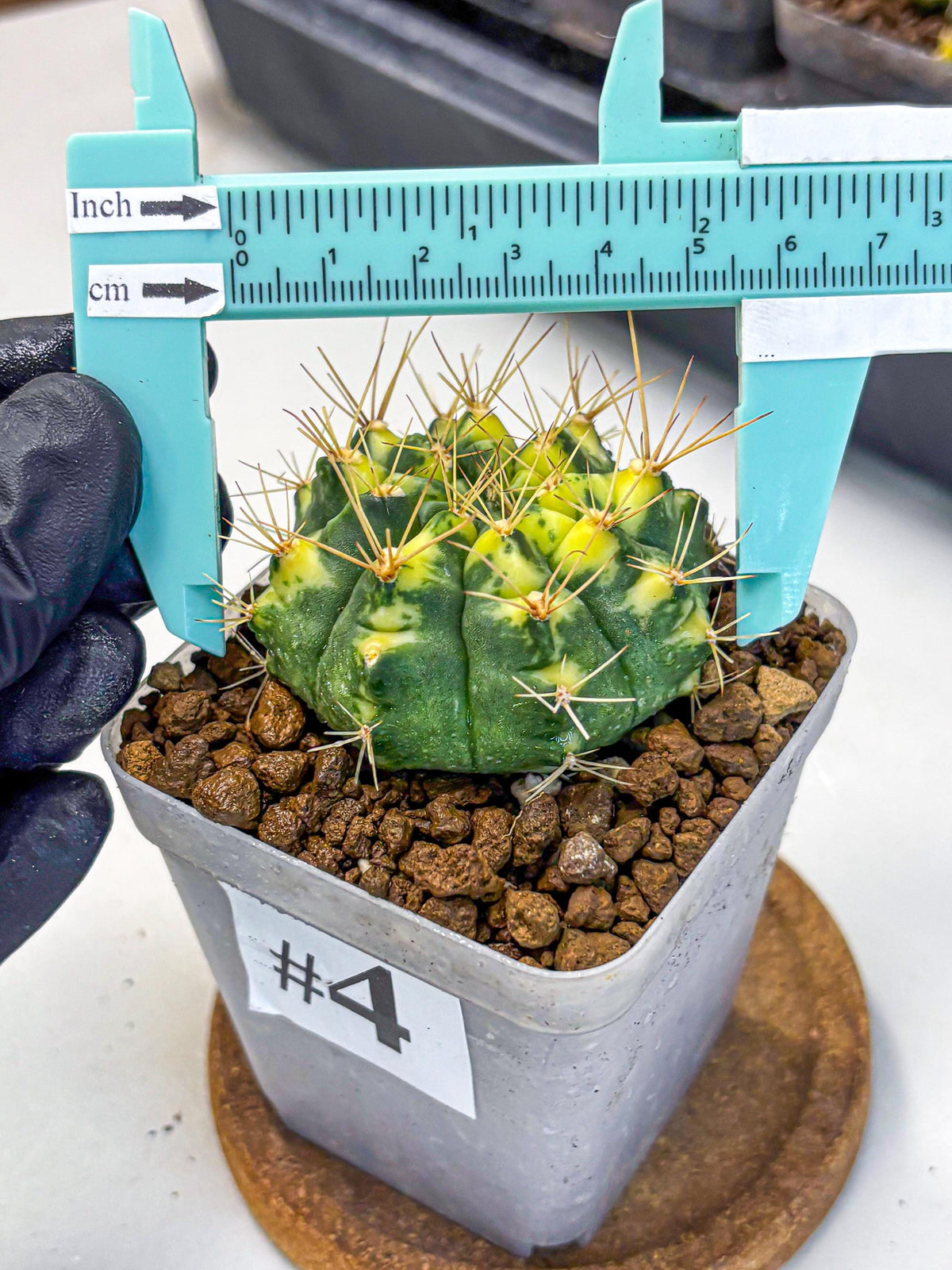 Gymnocalycium Lucky Yellow (gy8) (4) | Variegated cactus