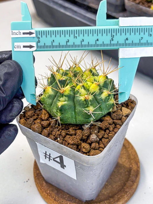 Gymnocalycium Lucky Yellow (gy8) (4) | Variegated cactus
