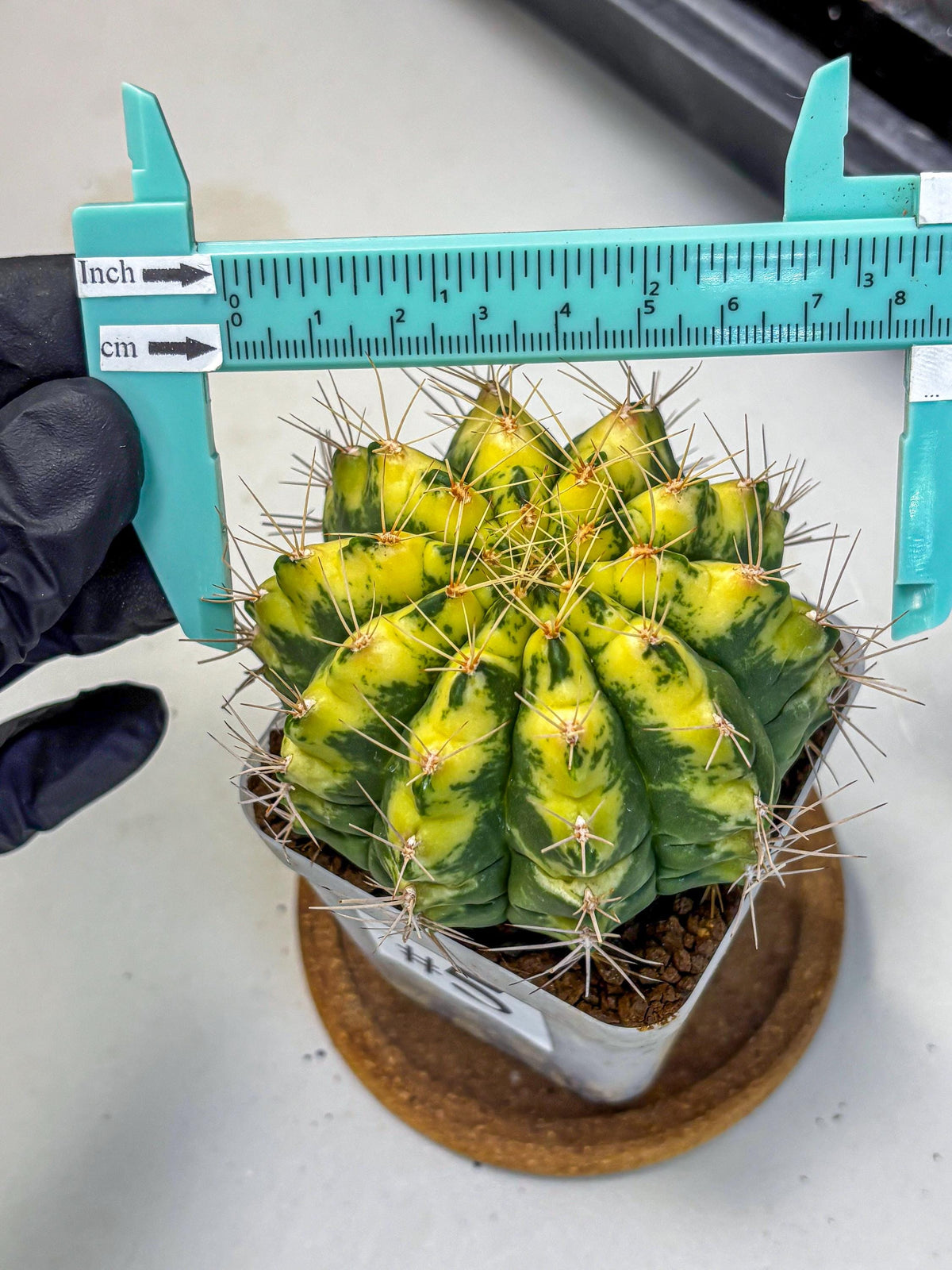 Gymnocalycium Lucky Yellow (gy8) (5) | Variegated cactus