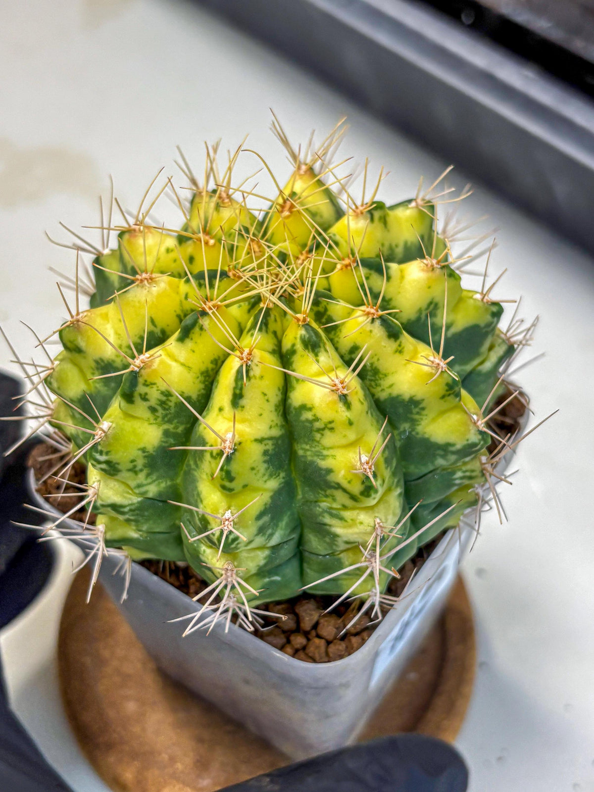 Gymnocalycium Lucky Yellow (gy8) (5) | Variegated cactus
