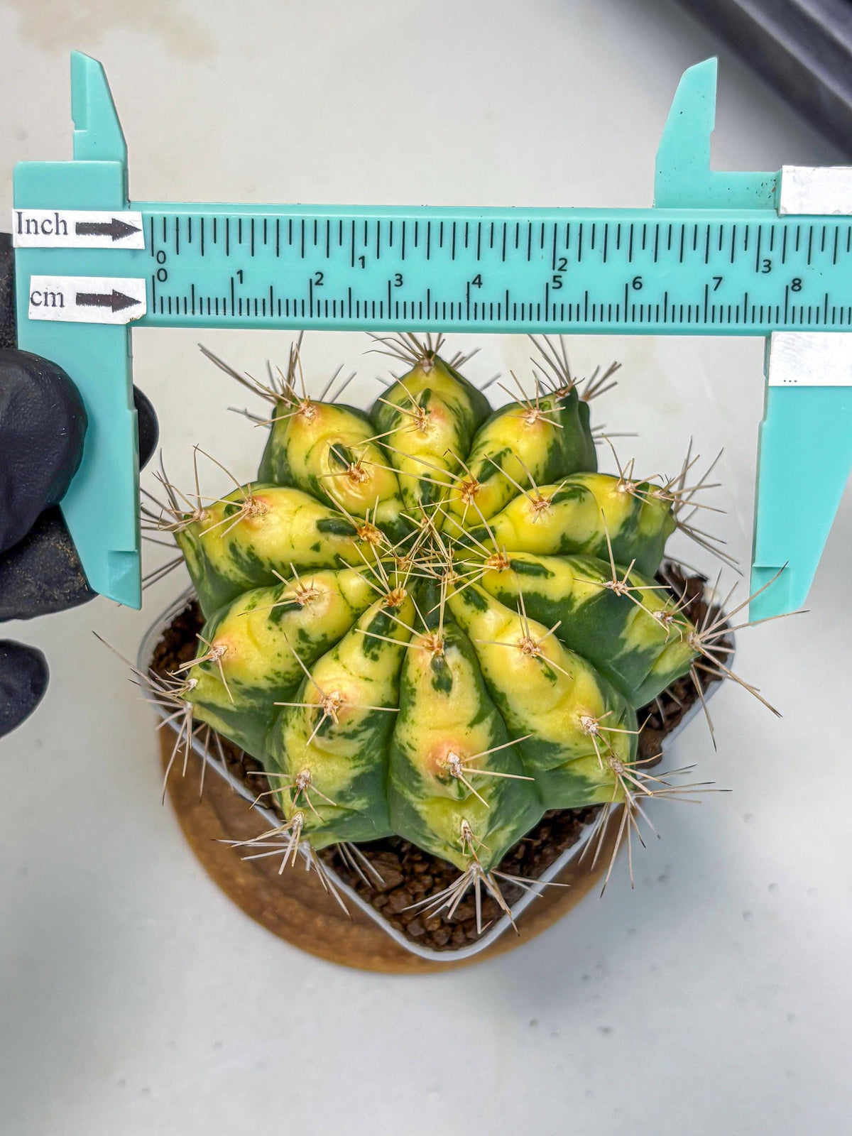 Gymnocalycium Lucky Yellow (gy19) (6) | Variegated cactus