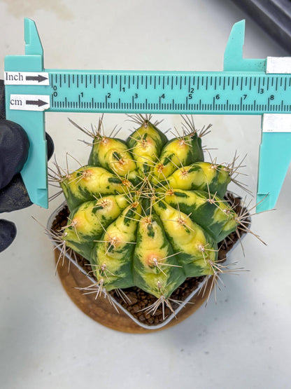 Gymnocalycium Lucky Yellow (gy19) (6) | Variegated cactus