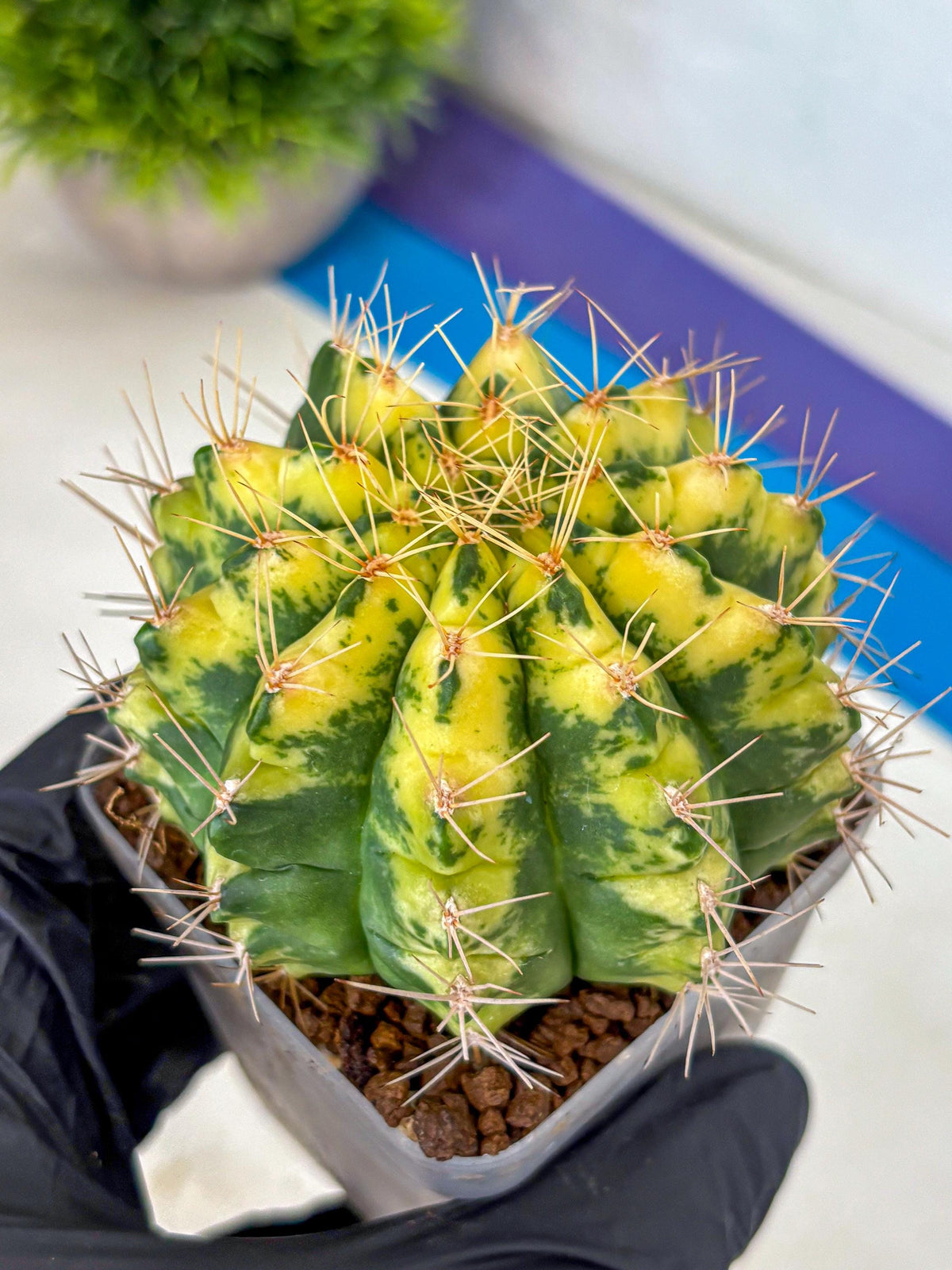 Gymnocalycium Lucky Yellow (gy8) (5) | Variegated cactus