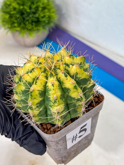 Gymnocalycium Lucky Yellow (gy8) (5) | Variegated cactus
