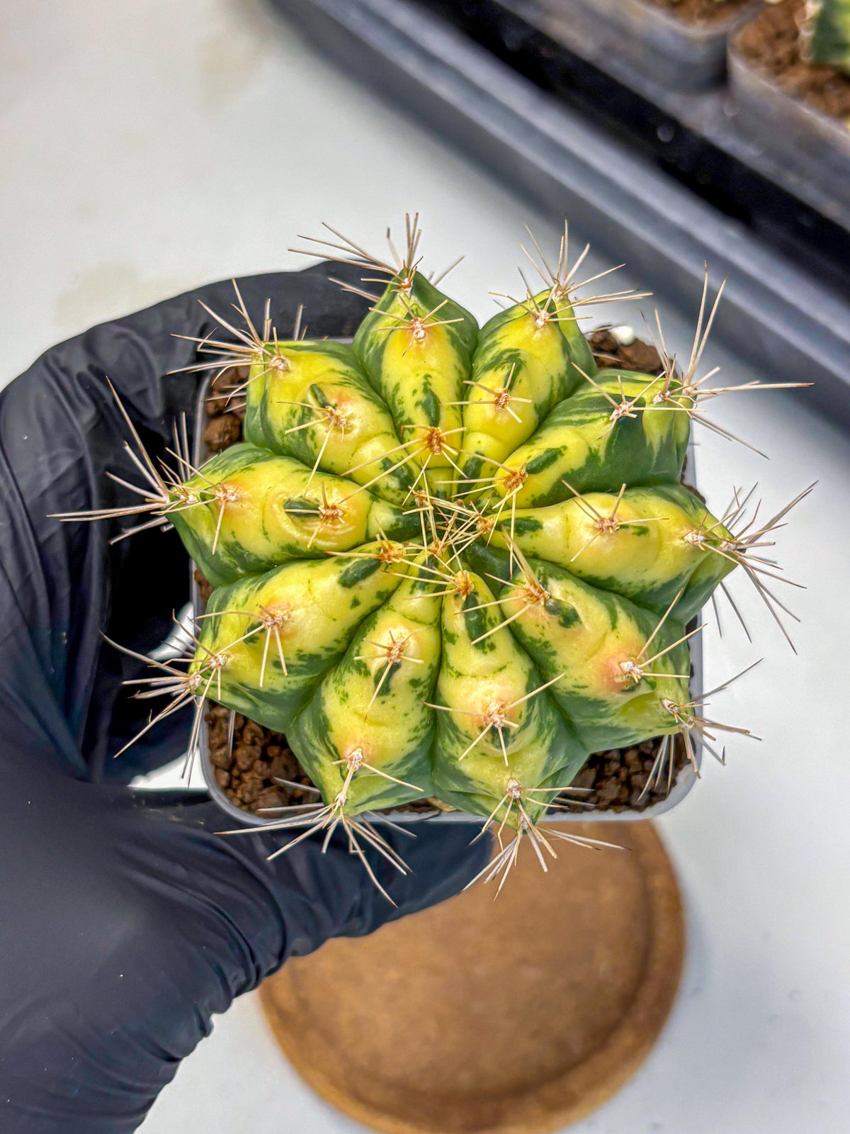 Gymnocalycium Lucky Yellow (gy19) (6) | Variegated cactus