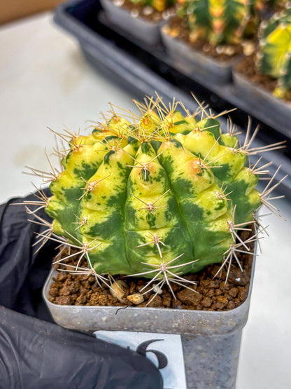 Gymnocalycium Lucky Yellow (gy19) (6) | Variegated cactus
