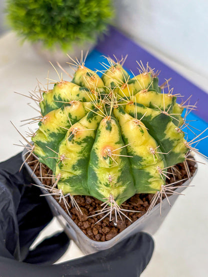 Gymnocalycium Lucky Yellow (gy19) (6) | Variegated cactus
