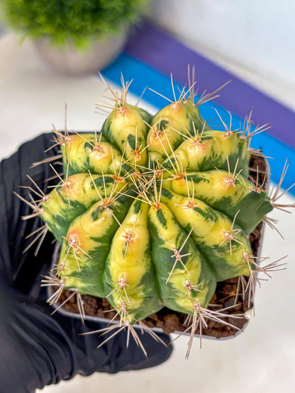 Gymnocalycium Lucky Yellow (gy19) (6) | Variegated cactus