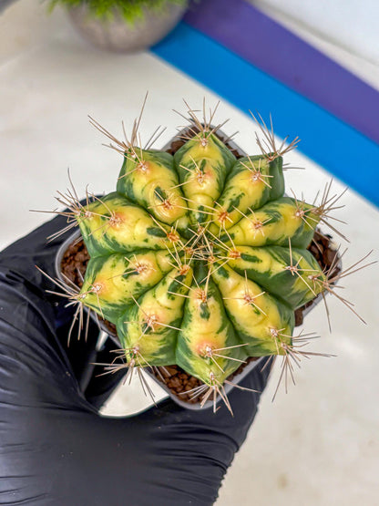 Gymnocalycium Lucky Yellow (gy19) (6) | Variegated cactus