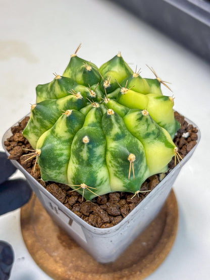 Gymnocalycium Amber (gy19) (7) | Rare Hybrids