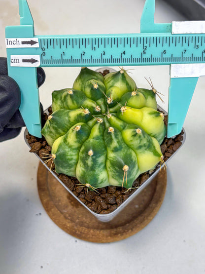 Gymnocalycium Amber (gy19) (7) | Rare Hybrids