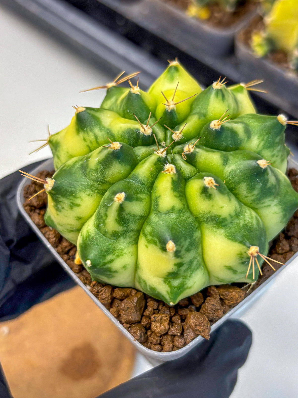Gymnocalycium Amber (gy19) (7) | Rare Hybrids