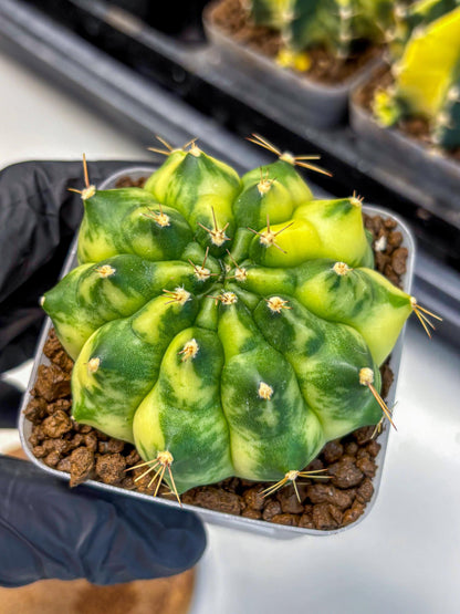 Gymnocalycium Amber (gy19) (7) | Rare Hybrids