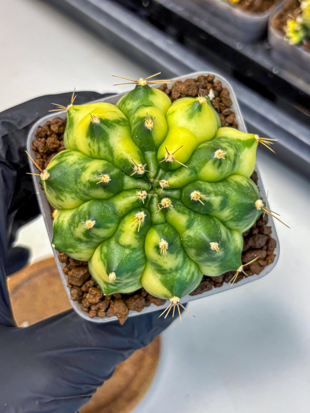 Gymnocalycium Amber (gy19) (7) | Rare Hybrids