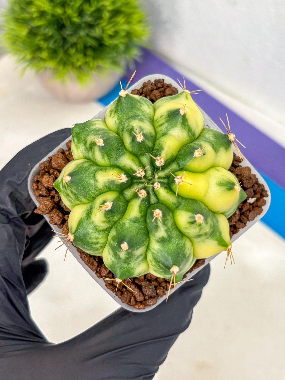 Gymnocalycium Amber (gy19) (7) | Rare Hybrids