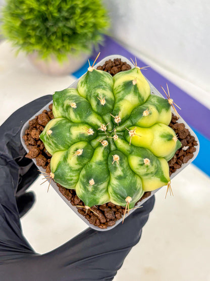 Gymnocalycium Amber (gy19) (7) | Rare Hybrids