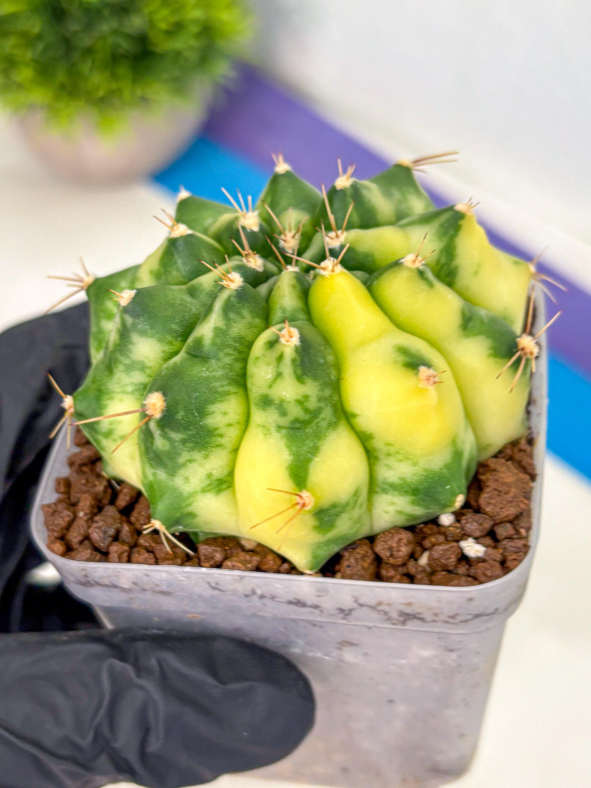 Gymnocalycium Amber (gy19) (7) | Rare Hybrids