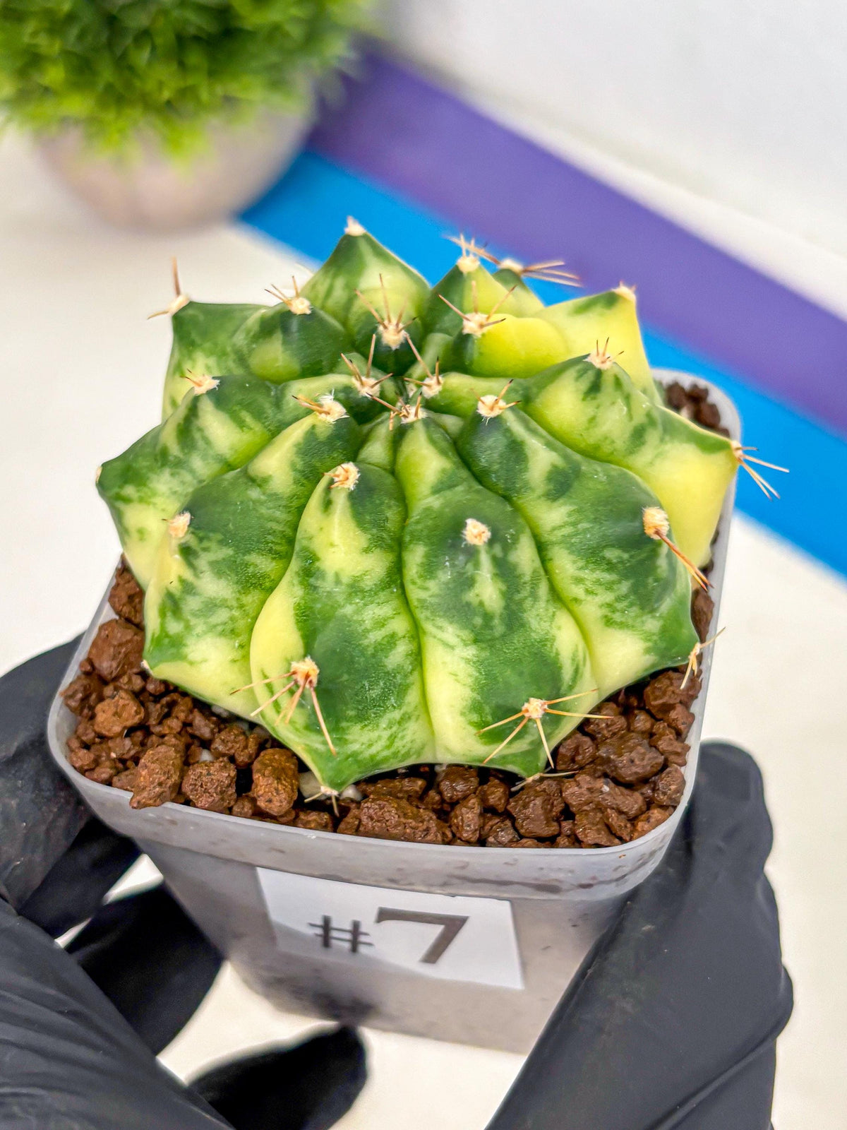Gymnocalycium Amber (gy19) (7) | Rare Hybrids