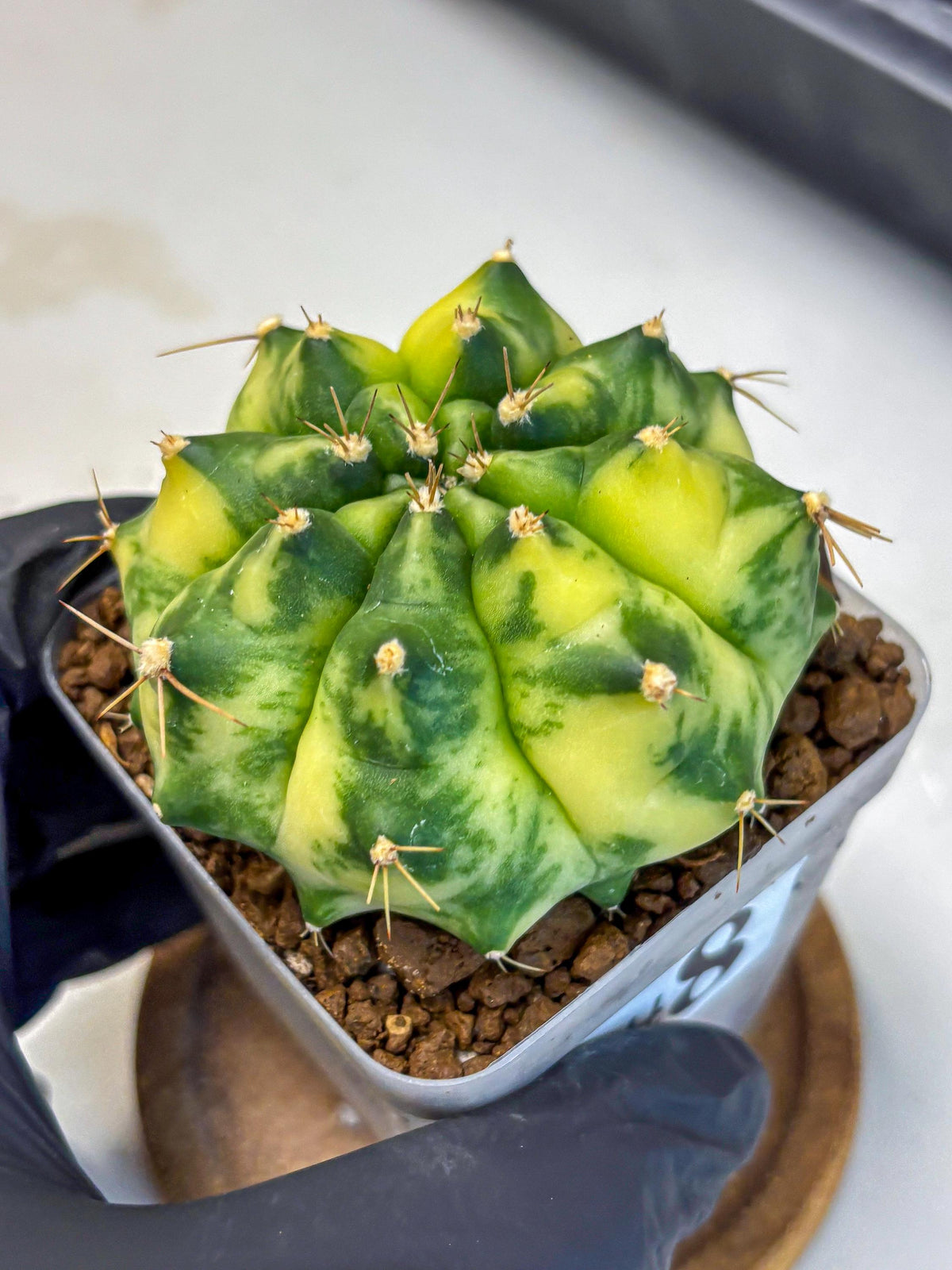 Gymnocalycium Amber (gy19) (8) | Rare Hybrids