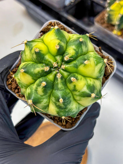 Gymnocalycium Amber (gy19) (8) | Rare Hybrids