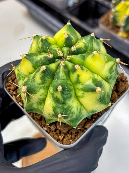Gymnocalycium Amber (gy19) (8) | Rare Hybrids