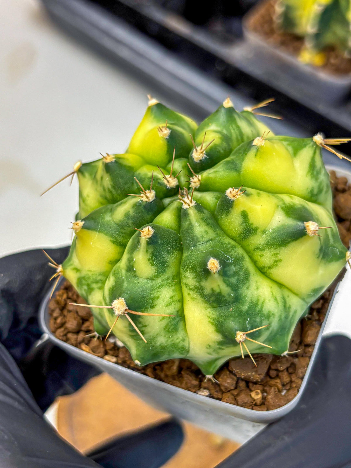 Gymnocalycium Amber (gy19) (8) | Rare Hybrids