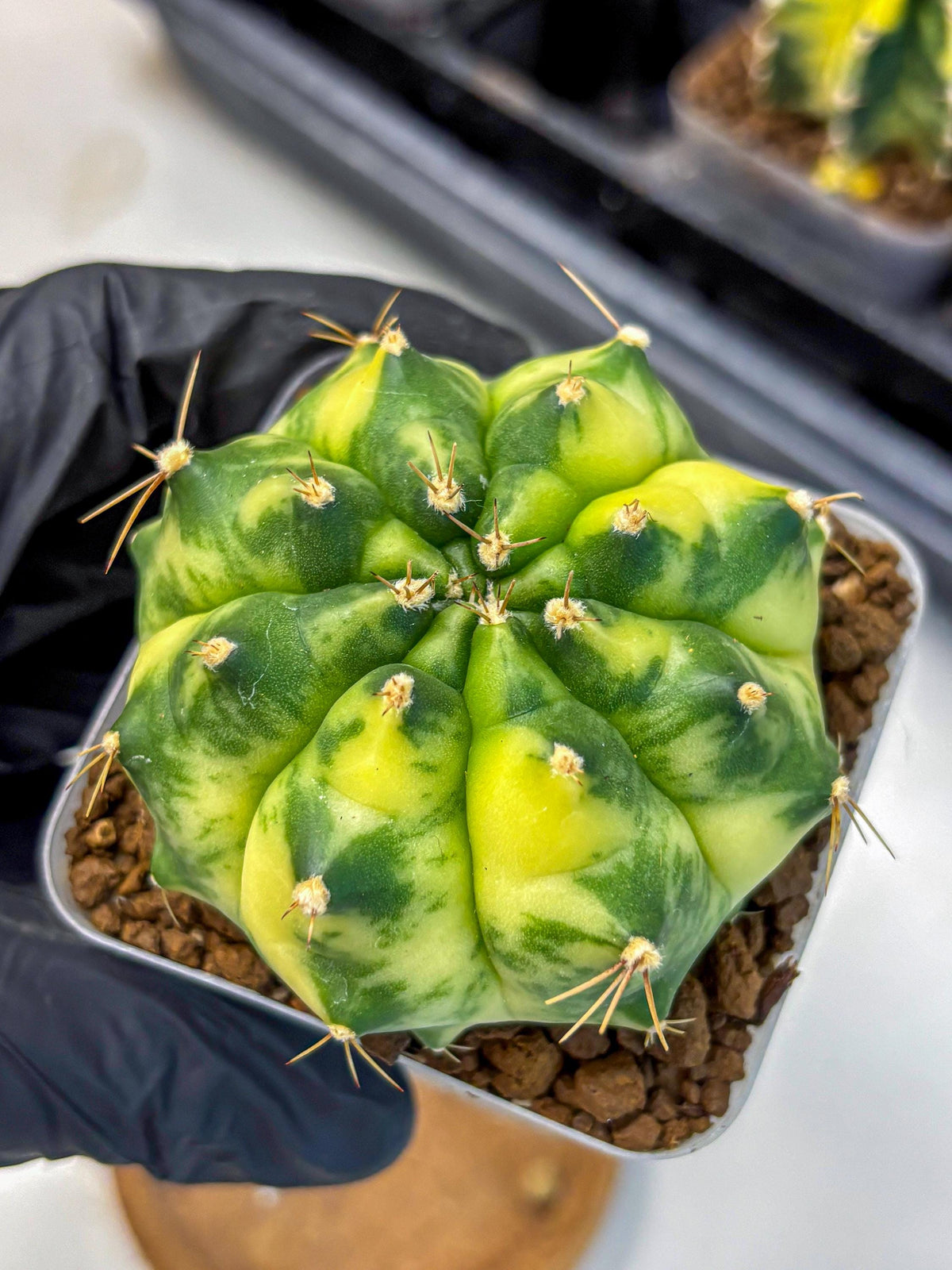 Gymnocalycium Amber (gy19) (8) | Rare Hybrids