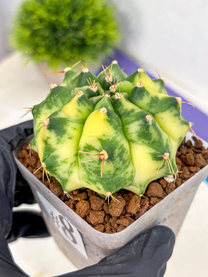 Gymnocalycium Amber (gy19) (8) | Rare Hybrids
