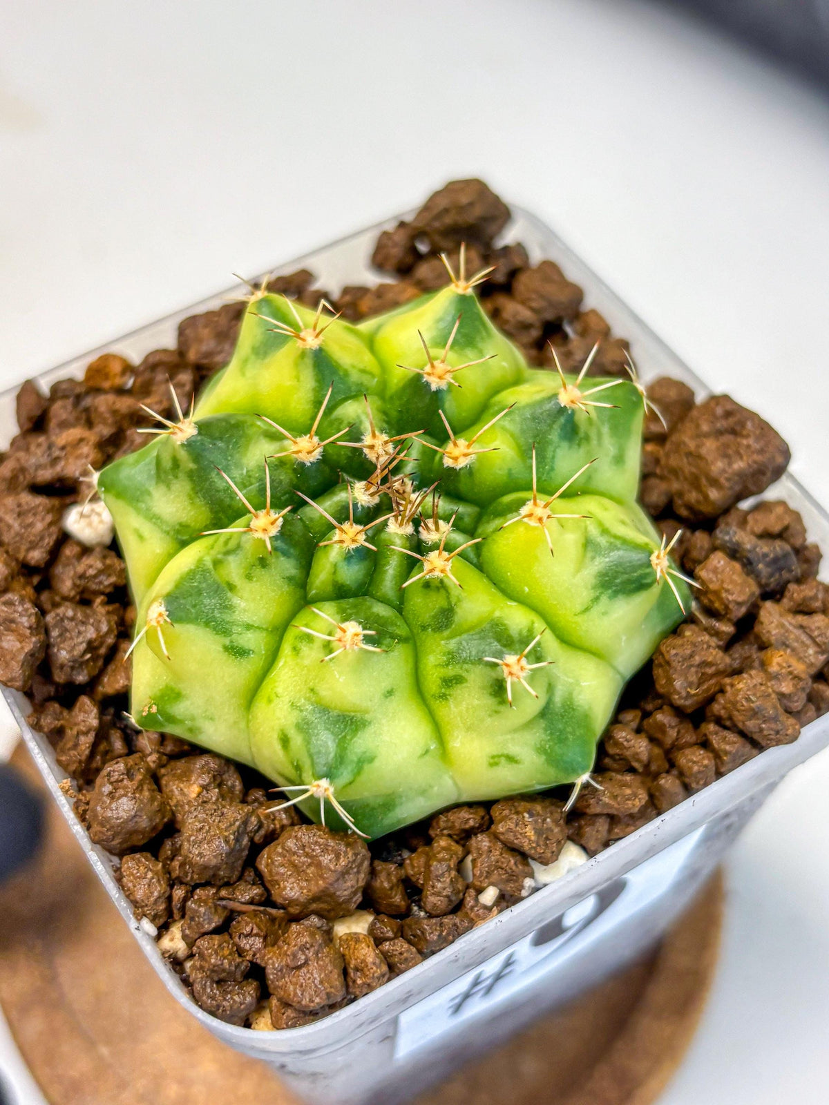 Gymnocalycium Amber (gy19) (9) | Rare Hybrids